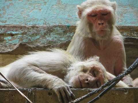 Sleeping monkeys, India