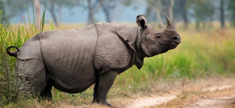 One-horned rhino, Chitwan NP, Nepal
