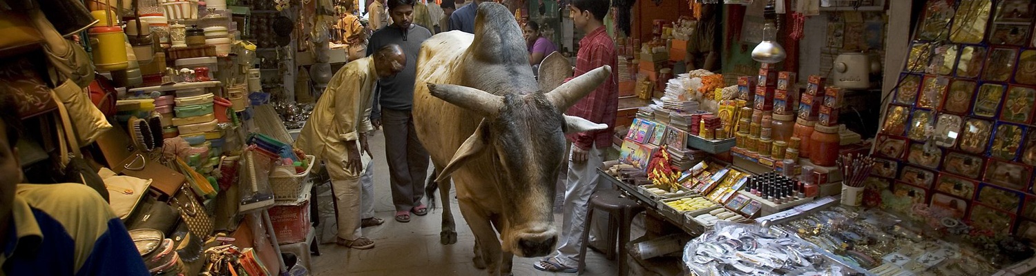 Holy cow, India