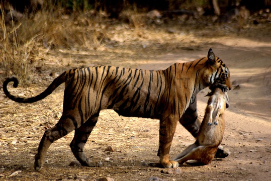 Tiger, Ranthambore NP, India