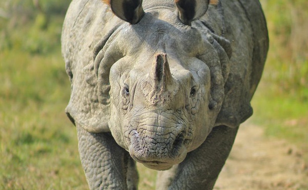One-horned Rhino, Chitwan NP, Nepal