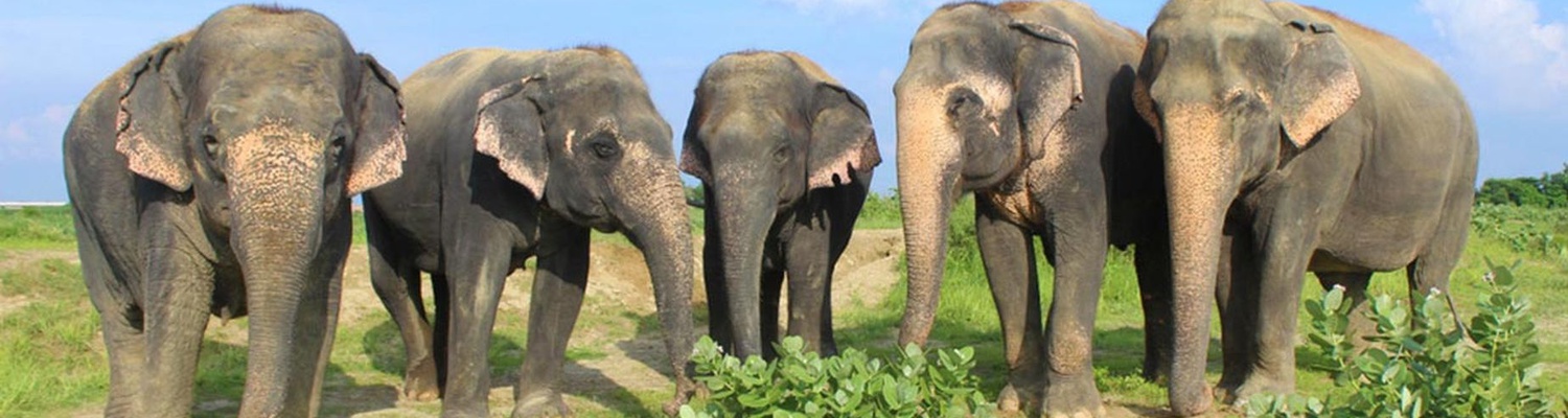 Wildlife SOS Elephant Sanctuary, Mathura, India