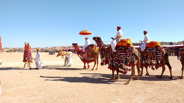 Camels, Rajasthan, India