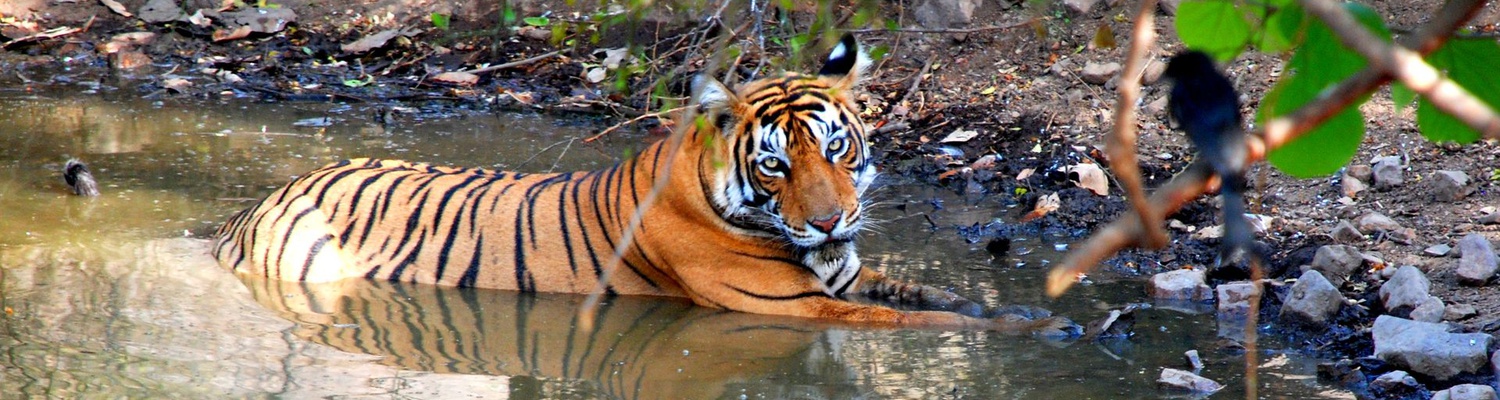 Tiger, Ranthambore NP, India