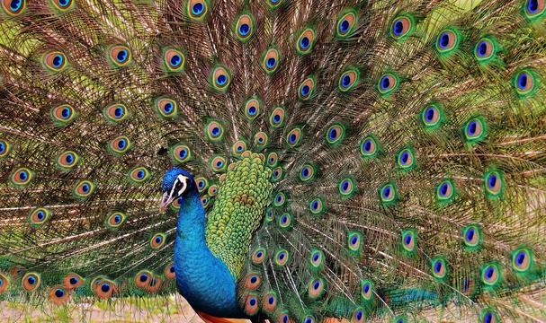 Peacock, India
