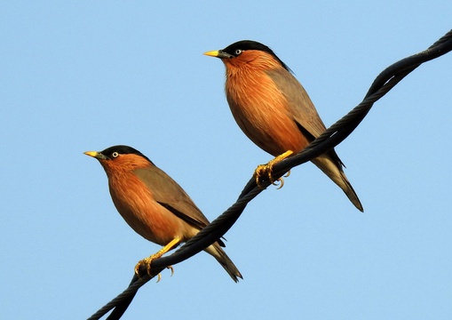 Brahminy Starling, Keoladeo NP, Bharatpur, India