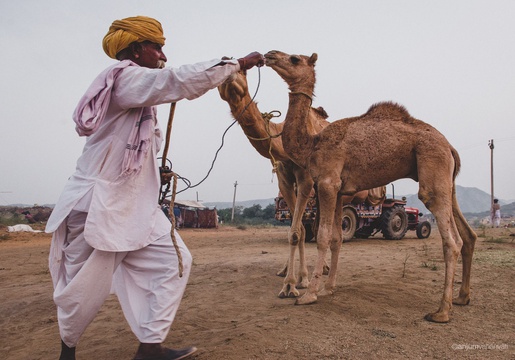 Camels, Pushkar, India