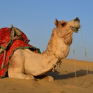 Camel, Thar Desert, India