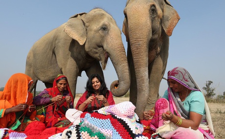 Widlife SOS Elephant Sanctuary, Mathura, India