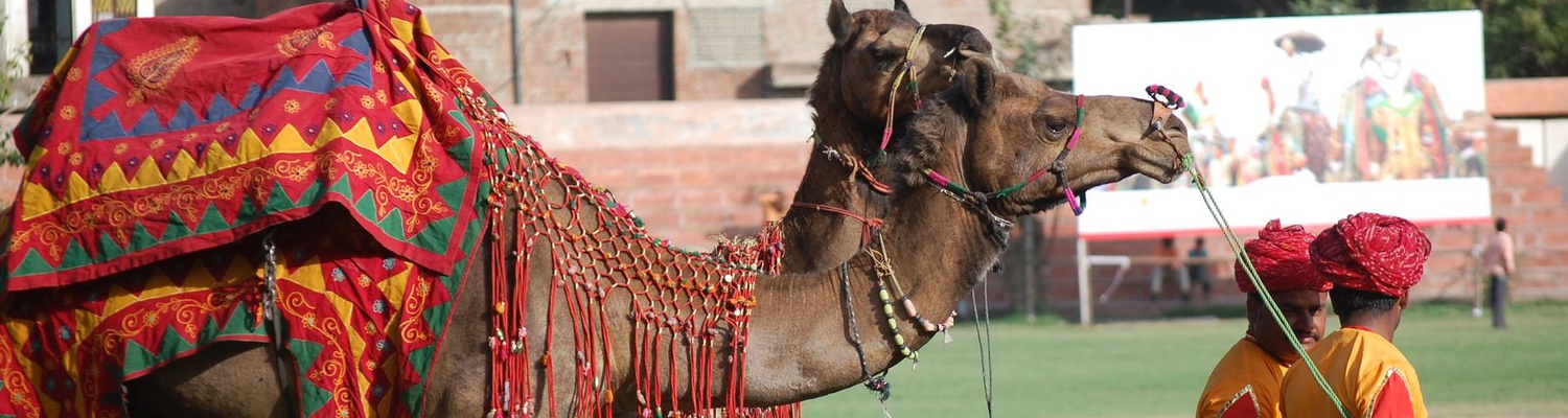 Camels, Jaipur, India