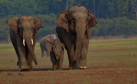 Elephant, Corbett NP, India