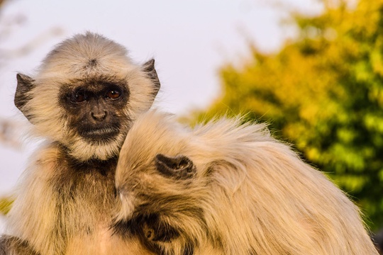 Langur monkeys, Ranthambore NP, India