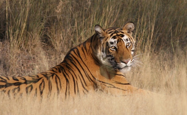Bengal Tiger, Ranthambore NP, India